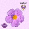 mythos-labdanum-2 mythos-labdanum-1