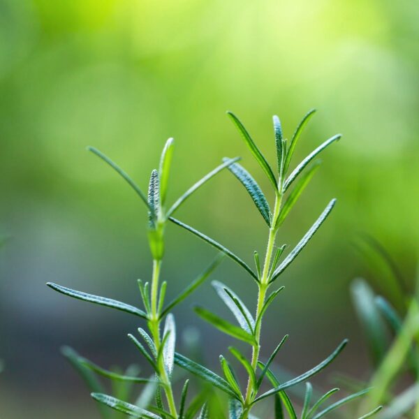 cleanskin-soap-rosemary-1